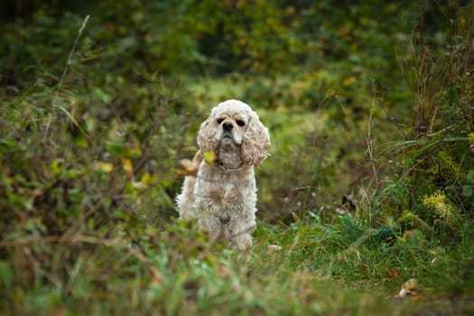 American Cocker Spaniel (1,5 years) on nature background