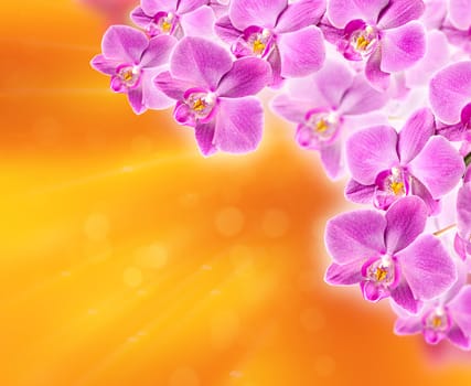 Colorful pink orchid on abstract blurred background
