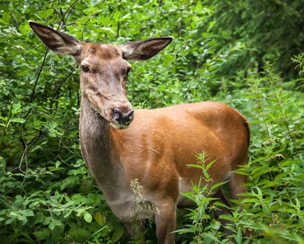 Young deer in the bushes at the edge of the forest looking for food
