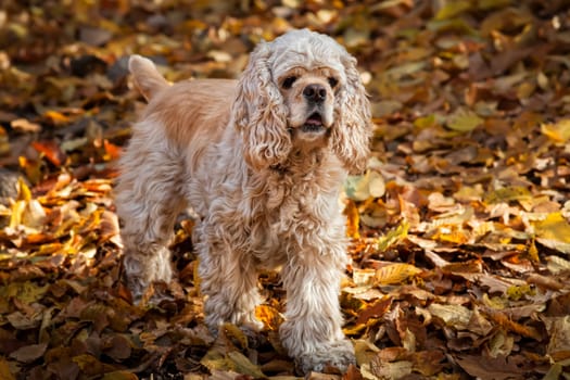 Young American cocker spaniel in autumn forest