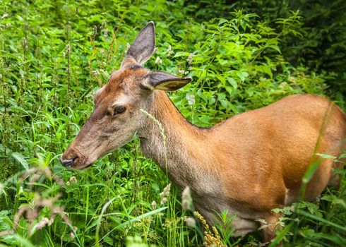 Young deer in the bushes at the edge of the forest looking for food