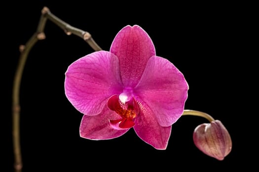 Colorful pink orchid on black background