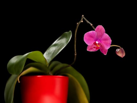 Phalaenopsis. Colorful pink orchid on black background