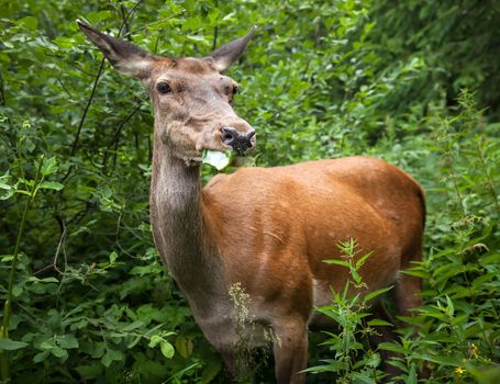Young deer in the bushes at the edge of the forest looking for food