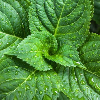 Beautiful green leaves with drops of water close-up