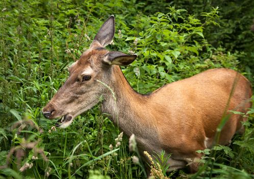Young deer in the bushes at the edge of the forest looking for food