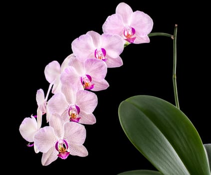 Phalaenopsis. Orchid on black background