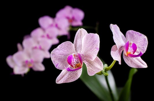 Phalaenopsis. Orchid on black background