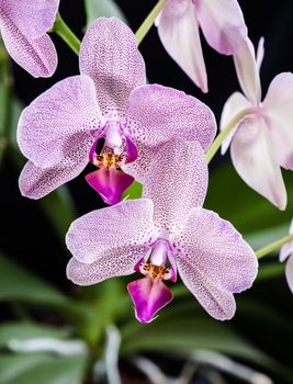 Phalaenopsis. Orchid on black background