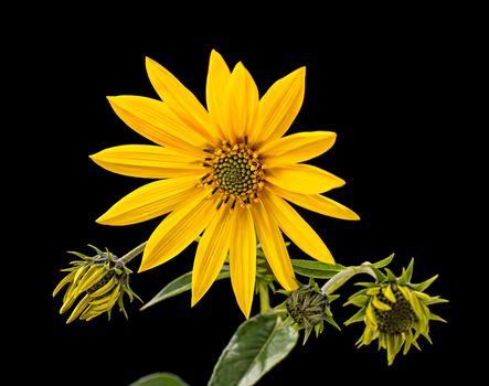 Topinambur. Jerusalem artichoke isolated on black background
