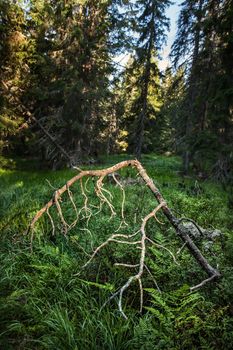 The branch of old pine tree lit by the rays of the sun