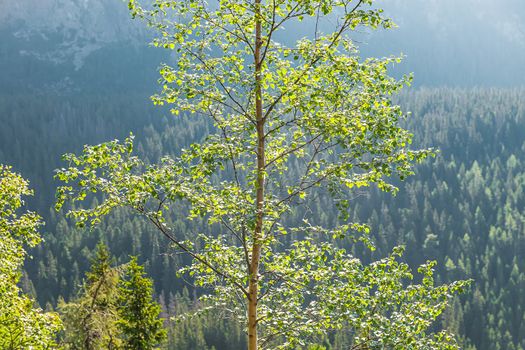 Birch tree in the sun light against the forest-covered mountains. Slovakia. Europe.