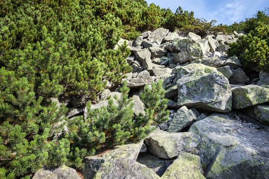 Stones and young pine trees on the slopes of the High Tatras. Slovakia. Europe.