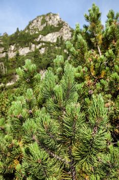 Young pine trees on the slopes of the High Tatras.  Slovakia. Europe.