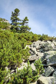 Stones and young pine trees on the slopes of the High Tatras. Slovakia. Europe.