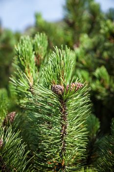 Young pine branch with cones in High Tatra Mountains. Slovakia. Europe.