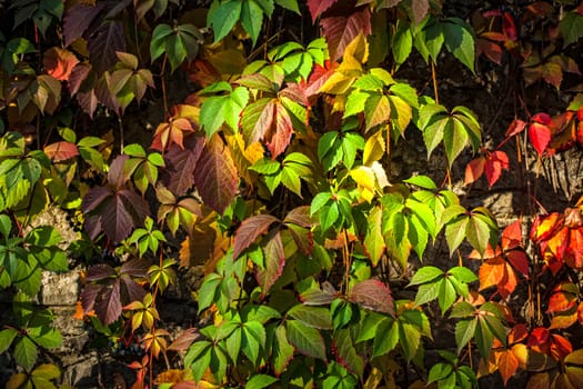 autumn background of wild grapes
