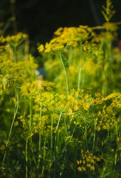 Fennel Flower On A Green Background. Flower Of Dill.