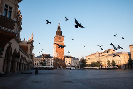 Pigeons in the morning Krakow main market square. Poland, Europe
