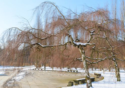 Winter park with birch trees agains the blue sky background