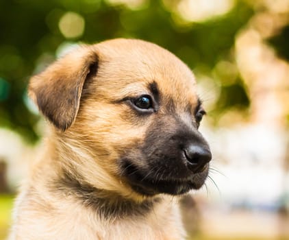 Brown dog puppy portrait closeup outside