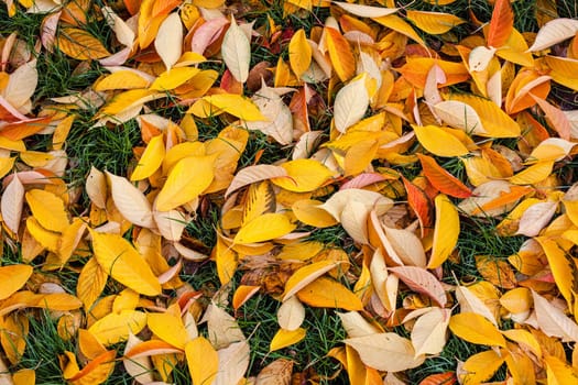 Wet fallen autumn leaves lying on the green gras