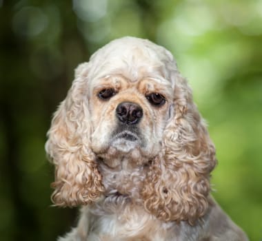 American Cocker Spaniel on blured nature background