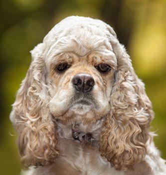 American Cocker Spaniel on blured nature background