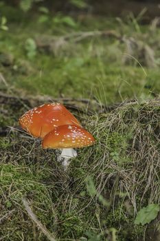red fly agaric in the forest close up