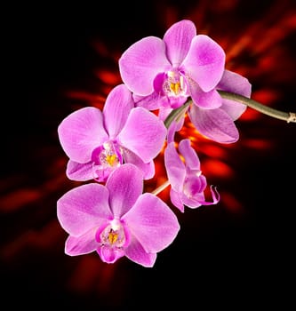 Colorful pink orchid on dark background