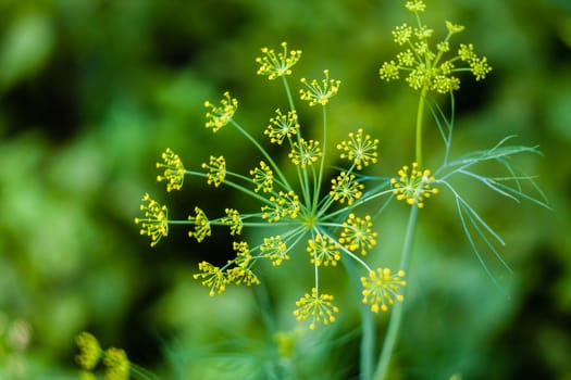 Fennel Flower On A Green Background. Flower Of Dill.