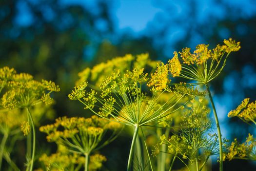 Fennel Flower On A Green Background. Flower Of Dill.