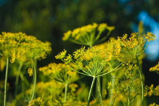 Fennel Flower On A Green Background. Flower Of Dill.