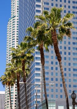 LA Downtown Los Angeles Pershing Square palm tress and skyscrapers