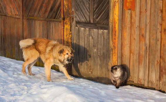 Angry Dog Hunting A Scared Cat