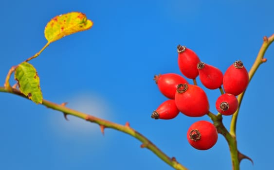 macro Rose hips from the bushes