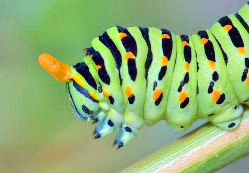 details of papilio machaon caterpillar