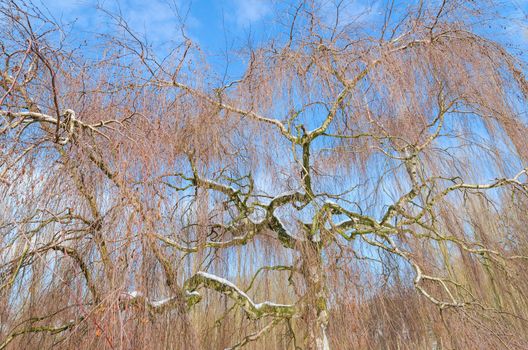 Naked birch tree in winter against the background of blue sky