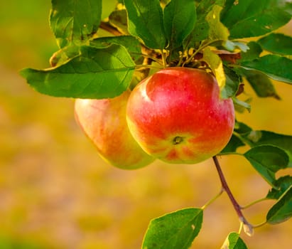 Two Red apple on a tree with green blurred background