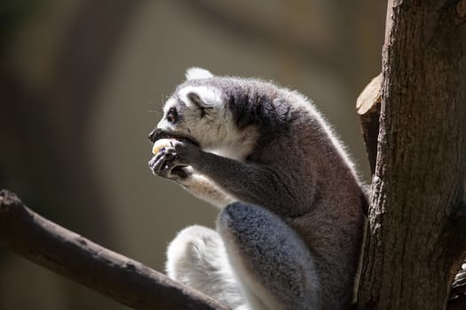 Lemur catta (ring tailed lemur)