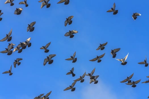 Gray Doves And Pigeons In Flight, Blue Sky Background