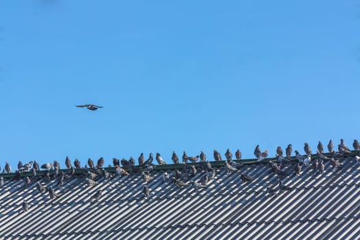 Beautiful Pigeons Sitting On A Roof On Blue Sky Background