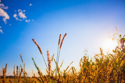 Dry red grass field meadow in sunset sunlight