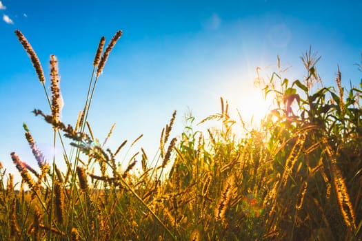 Dry red grass field meadow in sunset sunlight