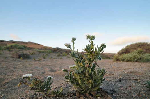 Flower in the desert in Tenerife