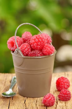 beautiful raspberries in bucket isolated on natural background