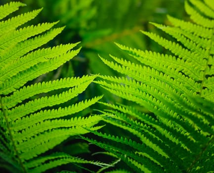 Fresh Green Fern Leaves. Nature Background (Dry��pteris, Dryopteridaceae)