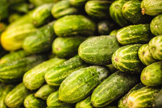 Fresh Green Cucumbers pile on the local market. Green Cucumbers Crop Background