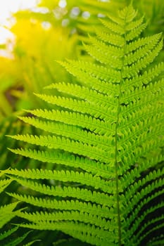 Fresh Green Fern Leaves. Nature Background (Dry��pteris, Dryopteridaceae)