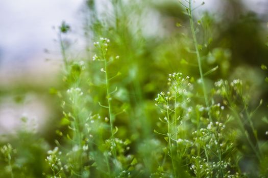 Green Summer Grass In Sunlight